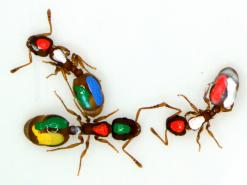 Color coded Ants