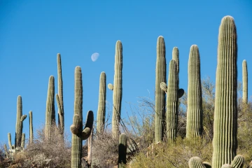 Saguaros and the Moon in Daylight